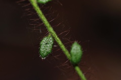 Tetratheca hispidissima