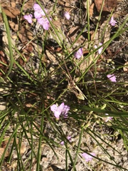 Callisia ornata