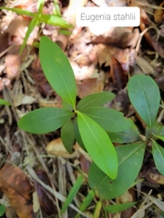 Eugenia stahlii