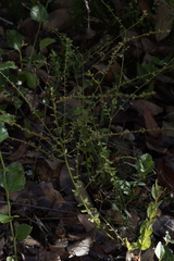 Tetratheca hispidissima