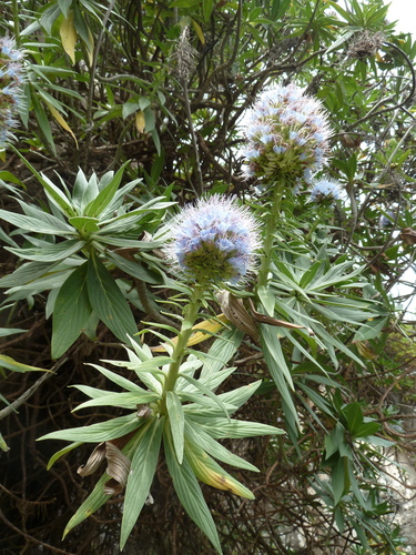 Coastal Pride of Madeira
