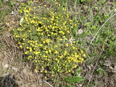 Potentilla heptaphylla