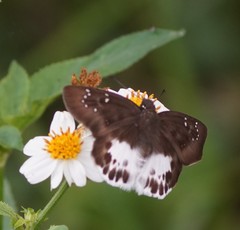 Tagiades menaka