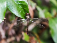 Heliogomphus scorpio