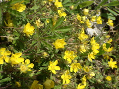 Potentilla heptaphylla