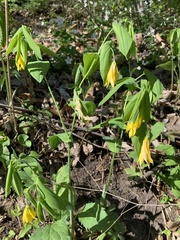 Uvularia grandiflora