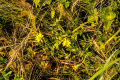 Osteospermum grandidentatum