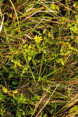 Osteospermum grandidentatum