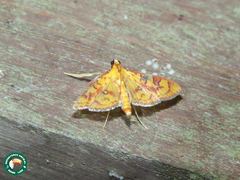 Prenesta scyllalis