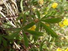 Potentilla heptaphylla