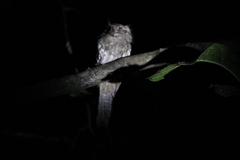 Batrachostomus moniliger