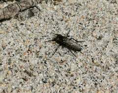 Lasiopogon