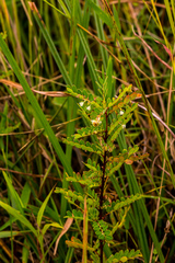 Phyllanthus meyerianus