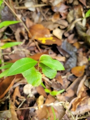 Terminalia tetraphylla