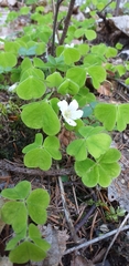 Oxalis acetosella