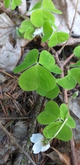 Oxalis acetosella