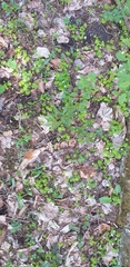 Oxalis acetosella