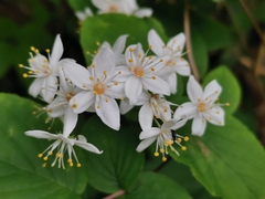 Deutzia scabra