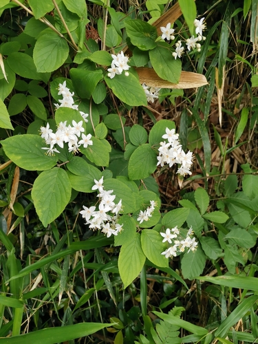 Image of Deutzia scabra by (c) harum.koh, some rights reserved (CC BY-SA)