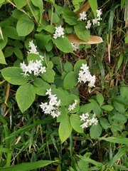 Deutzia scabra