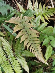 Dryopteris pacifica