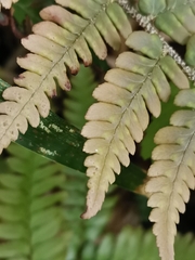 Dryopteris pacifica