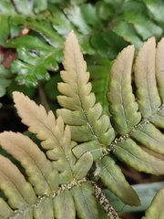 Dryopteris pacifica