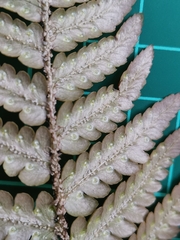 Dryopteris pacifica