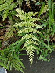 Dryopteris hondoensis