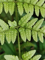 Dryopteris hondoensis