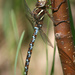 Springtime Darner - Photo (c) Seabrooke Leckie, some rights reserved (CC BY-NC-ND)