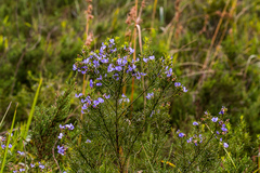 Psoralea glabra