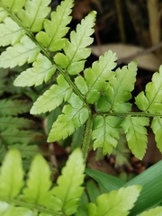 Dryopteris hondoensis