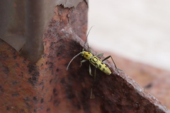 Demonax notabilis