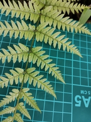 Dryopteris hondoensis