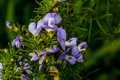 Psoralea glabra