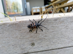 Ceroplesis capensis