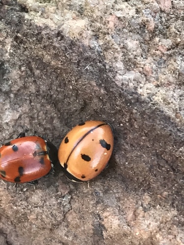 Nine-spotted Lady Beetle (Coccinella novemnotata), a species recorded in Nevada