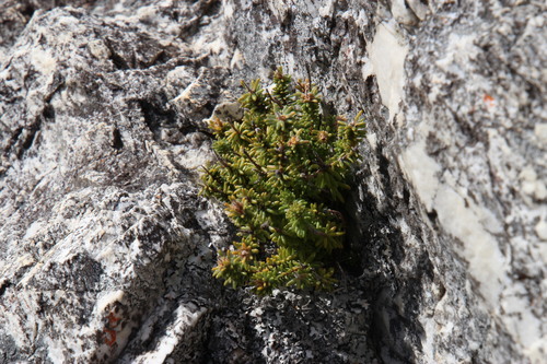 Image of Stilbe rupestris by (c) Tony Rebelo, some rights reserved (CC BY-SA)