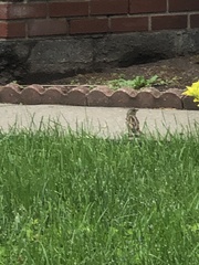 Passer domesticus