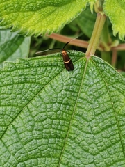 Nemophora aurifera
