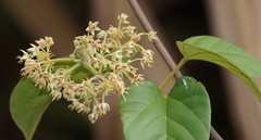 Byttneria grandifolia