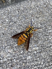 Paranthrene simulans