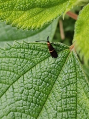 Nemophora aurifera