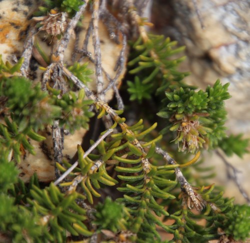 Image of Stilbe rupestris by (c) Tony Rebelo, some rights reserved (CC BY-SA)