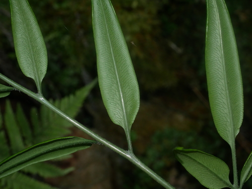 Image of Coniogramme japonica by (c) Jacy Chen, some rights reserved (CC BY)