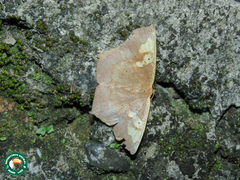 Paragonia cruraria