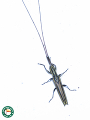 Hippopsis
