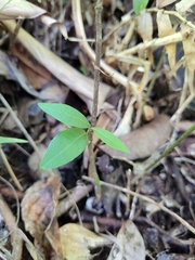 Heteropterys laurifolia