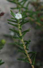 Phylica linifolia